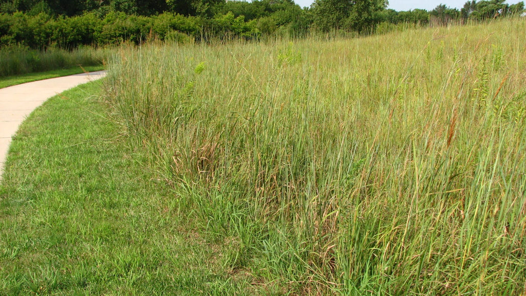 Native Grass Seed