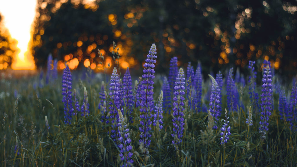 Wildflower Seeds