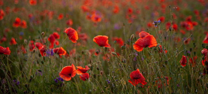 Wildflower & Grass Seeds