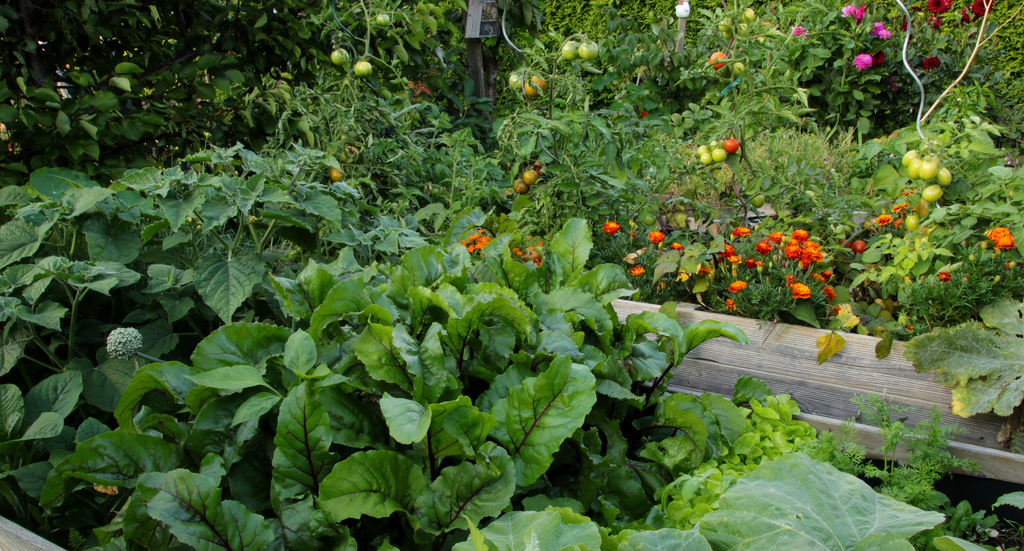 Organic Fertilizer