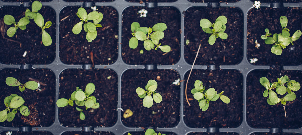 Potting Soil