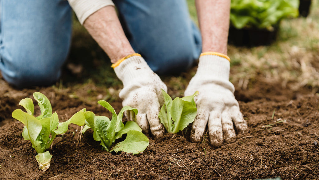 Compost