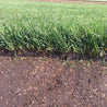 Lush green sod roll, ready for installation, showing rich soil base.

