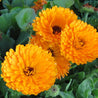 Vibrant orange Calendula officinalis flowers, displaying delicate petals and rich color.

