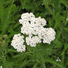 Tall White Sweet Alyssum (Lobularia maritima) flowers
