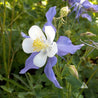 Close-up of a blue and white Columbine flower in a garden setting.
