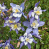 Blue Columbine (Aquilegia caerulea) flowers: stunning blue and white blooms.
