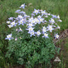 Blue Columbine (Aquilegia caerulea) blossoms in a meadow setting.
