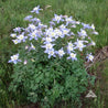 Blue columbine flowers blooming in a grassy field.
