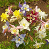 Columbine ‘McKana Giants Mix’ (Aquilegia caerulea): vibrant mix of multicolored blooms for stunning garden display.
