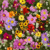 Vibrant mix of annual flowers in various colors and textures, perfect for a sunny garden.

