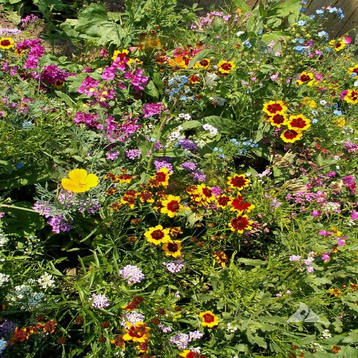 Annuals for Sun Mix