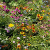 Vibrant mix of colorful annual flowers in a sunny garden bed.
