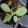 Young Black-eyed Susan seedling sprouting in dark gray pot.
