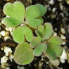 Close-up of vibrant green columbine seedlings emerging from potting mix.
