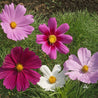 Vibrant Cosmos Sensation Mix flowers in pink, purple, and white, blooming amidst green foliage.
