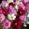 Vibrant cosmos flowers in pink, white, and crimson, blooming together in a garden.
