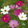 Cosmos ‘Sensation Mix’ (Cosmos bipinnatus) seeds: vibrant pink, white, and lilac blooms for a colorful garden.
