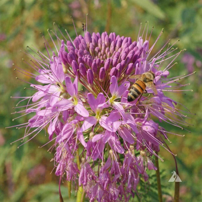 Beeplant, Rocky Mountain (Cleome serrulata)