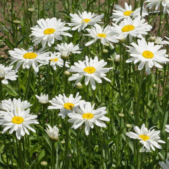 Daisy, Shasta ‘Alaska’ (Chrysanthemum maximum)