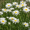 Field of large white Shasta daisies with bright yellow centers.
