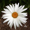 Large Shasta daisy with a bright yellow center, showcasing numerous white petals against a dark brown soil backdrop.

