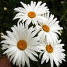 Close-up of several large, white Shasta daisies with bright yellow centers, set against a dark green background.
