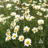 Cluster of Shasta daisies in full bloom, showcasing their bright white petals and yellow centers.
