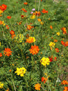 Vibrant orange and yellow Cosmos sulphureus flowers in a garden setting.
