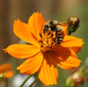 Fuzzy bee pollinating a vibrant orange cosmos flower
