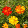 Cosmos ‘Bright Lights’ (Cosmos sulphureus) seeds: Vibrant orange, red, and yellow flowers.
