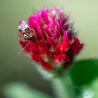 Crimson clover seed flower with insect
