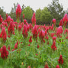 Vibrant crimson clover field in bloom, lush green foliage, and a wooded background.
