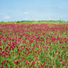 Crimson clover field blooming under a bright blue sky.
