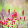 Crimson clover blossoms in a field, vibrant red flower heads in soft focus.
