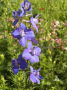 Vibrant blue Larkspur flowers in bloom, set against a backdrop of greenery and soft pink blossoms.
