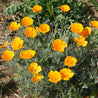 Vibrant California poppies blooming in a garden bed.
