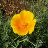 Vibrant orange California poppy blossom in its natural setting.
