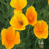 Vibrant orange California poppies blooming, with a honeybee pollinating.
