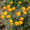 California Poppy (Eschscholzia californica) flowers: Vibrant orange blossoms in full bloom.
