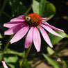 Purple coneflower with bee, vibrant petals, garden setting
