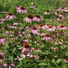 Purple coneflowers blooming in a vibrant garden setting.
