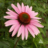 Pink coneflower blossom in garden setting.
