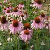 Field of pale pink coneflowers with dark orange centers, showcasing their delicate petals and lush green foliage.

