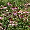 Purple Coneflower (Echinacea purpurea) blooming in garden bed
