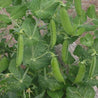 Green peas growing on a vine, showcasing lush foliage and ripe pods ready for harvest.
