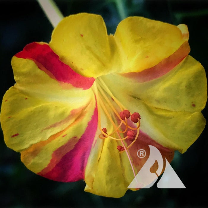 Close-up of a vibrant yellow and crimson Mirabilis jalapa, showcasing intricate petal details.
