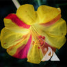 Close-up of a vibrant yellow and crimson Mirabilis jalapa, showcasing intricate petal details.
