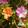 Four O'Clock, Broken Colors (Mirabilis jalapa) seeds: Vibrant pink, white, and orange blooms.
