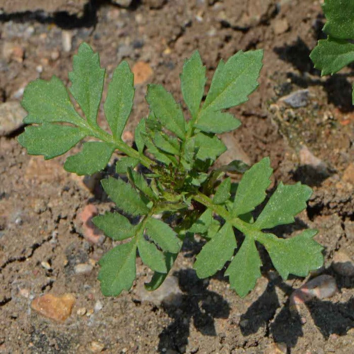 Young French marigold seedling in garden soil.
